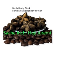 Sacha Inchi Oil Benih Kacang Seed Haji Juremi