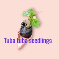 TUBA TUBA PLANT SEEDLINGS