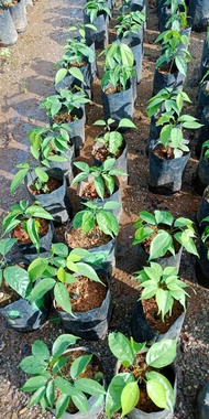 anak pokok buah genuak/ buah kerdas