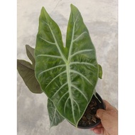 Happi GO 1Pot Alocasia Pink Dragon  粉龙海芋