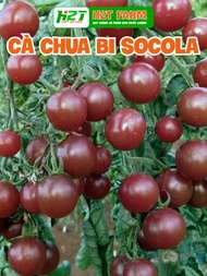 Black Cherry Tomato Seeds, Chocolate Cherry Tomato - h2t farm