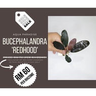 Bucephalandra "Redhood'