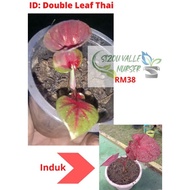 Double Leaf Thai Caladium