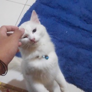 Kucing anggora - persia odd eye
