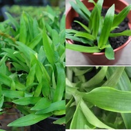 Rumput Cina/Rumput Beijing / Spiderwort Grass / Rumput Siti Khadijah banyak KHASIAT