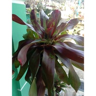 bromeliad grace maroon size m live plant