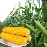 Jagung kayu besar emas, manis dan melekit, biji jagung manis dan berlilin, biji jagung kuning dan me