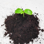 [Substrate] Seedling Soil by LS group