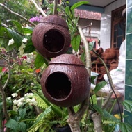 (SOUVENIR) Glodok Bird House Coconut Shell Bird House