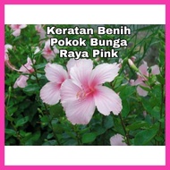 KERATAN BATANG BENIH POKOK BUNGA RAYA PINK 3 Btg