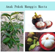anak pokok manggis masta 山竹樹苗 cepat berbuah hybrid premium