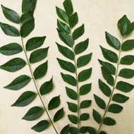 PROMO Daun Kari 3 batang / Daun Salam Koja Fresh / Daun Kare / Daun kari segar / bumbu masak kari /