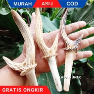 Pipa Roko Tanduk Rusa Super Cabang Original