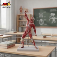 LAHOMIA Human Muscle Anatomy Model Medical-Grade Muscle Anatomy Model with Base Human Muscular Figur