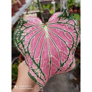 JR🌸Caladium Thai Beauty🌸