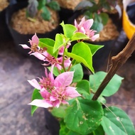 Bibit tanaman bunga bougenville hawai cherry blossom pink