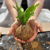 體驗 【體驗】水苔球DIY