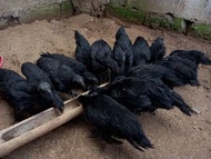 Telur Ayam Cemani Asli Lidah Hitam