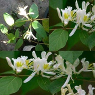 MDC- Pokok Bunga Japanese Honeysuckle / Pokok bunga menjalar memanjat / bunga wangi fragrant flowers