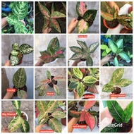 ▩Aglaonema Semi-rare/ Rare Varieties