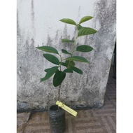 Pokok Perismmon @ Pisang Kaki @ Kasmek