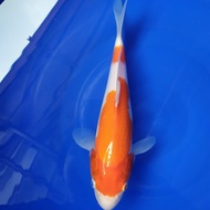Ikan Koi Import Kohaku (Sertifikat Matsue)