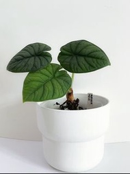 Alocasia Melo