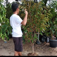 Bibit durian musangking tinggi 1meter