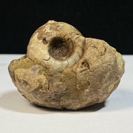 76Gr F osil Ammonite - Ammonite Full Suturenatural