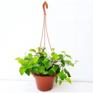Piper betle, Betel Vine, Betel Pepper Plant (Hanging) (0.4m)