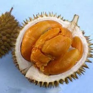 Pokok Durian Duri Hitam/Blackthorn (D200)