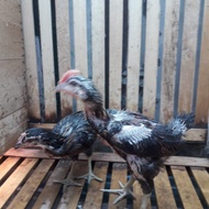 Sepasang Ayam Pelung Terbaik Asli Cianjur (2 Bulan) Berkualitas