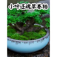Cypress Nine Death Resurrection Grass Potted Plant Cypress Old Zhuang Bonsai Green Plant Belt Specia