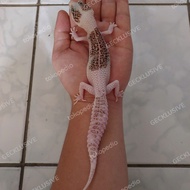 XTREME SUPER PIED BETINA PROVEN, PREMIUM HIGH CLASS LEOPARD GECKO SNOW