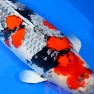 IKAN KOI IMPORT SHOWA IKAN KOI KAGE SHOWA IMPORT LANGKA SHOW QUALITY