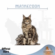 Kucing Mainecoon Pure Breed Non Cod