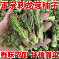 Thorn Dragon Sprout Seed Thorn Dragon Bud Seed Thorn Old Bud Mountain Vegetable Thorn Tender Bud See