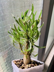 紫福桂樹