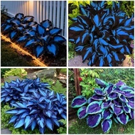 327+ Hosta Seeds Blue Perennial for Planting Outdoors,Rare Hosta Seeds Blue,Midnight Blue Hostas See