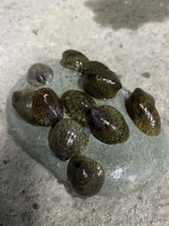 【嘉嘉寵物】🐌笠螺🐌清缸高手 青苔out💥 觀賞魚蝦  （飼料餌料）