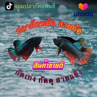 ปลากัดหม้อ สายกัด กัดเก่ง กัดดุ กัดทน แข็งแรง เพศ ผู้ พร้อมส่ง