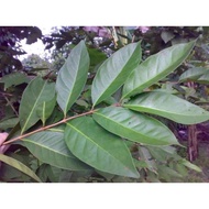 anak pokok Salam Indonesia [bay leaf indonesia] [real plant]