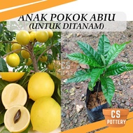 Anak Pokok Abiu Untuk Ditanam Pokok Hidup Real Live Plant Golden Fruit 黄金果