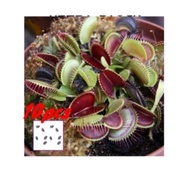 Potted Plant Seeds Dionaea Muscipula Giant Clip Venus Flytrap Seed 10 PCS