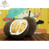 Durian ioi / durian mas muar / pokok durian hajah hasmah /pokok durian d168 / durian 101