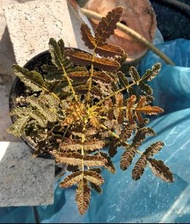 泡泡乳香(Boswellia bullata)