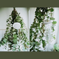 [HCMC EXPRESS] Silver Leaves - Eucalyptus Leaves - Round Eucalyptus Leaves - Apple Leaves - Silver D