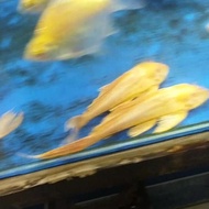 Gibiceps Albino / Pleco L083