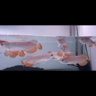 sale ikan arwana Golden Red 16- 20cm berkualitas