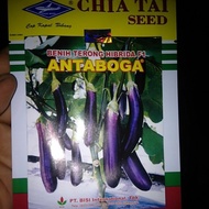 Benih Terong Hibrida f1 ANTABOGA